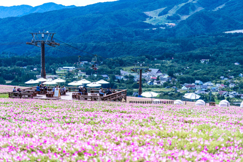 Take a rest and see the largest scale of over 40,000 petunia plants in Japan at Hirugano Picnic Garden.のイメージ