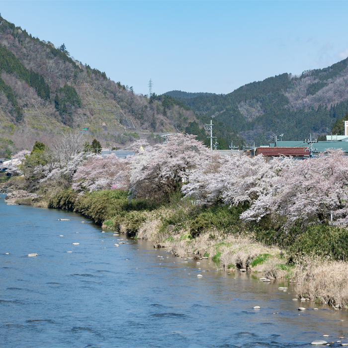 Gojotsudumi Cherry Blossom