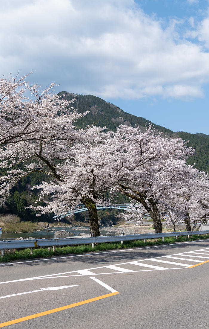 Row of Cherry Blossom Trees along National Route 156