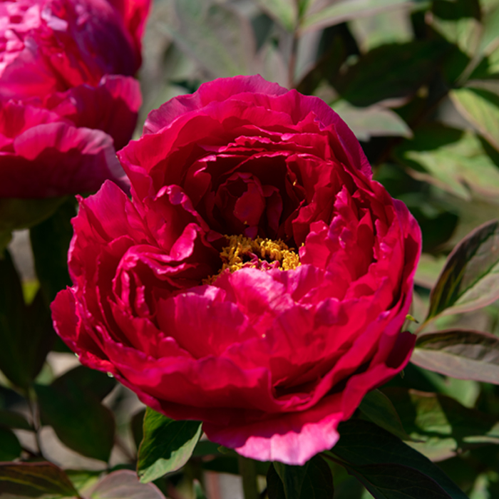 Peony Garden at Keishouzi Temple