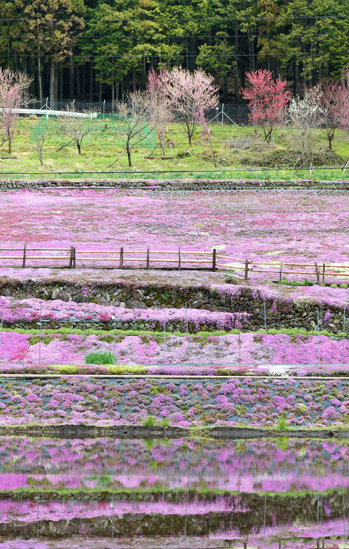 Shiba-zakura at Kunitake