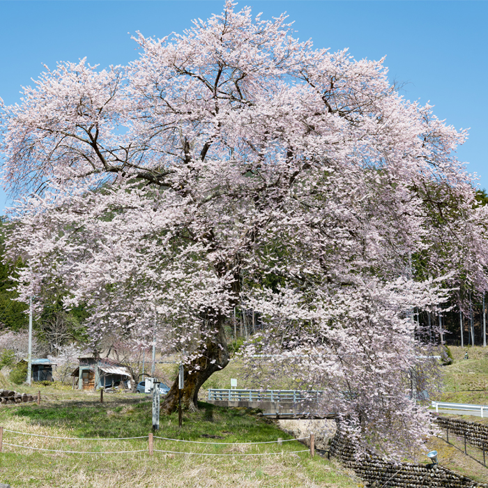 Zenbee-zakura