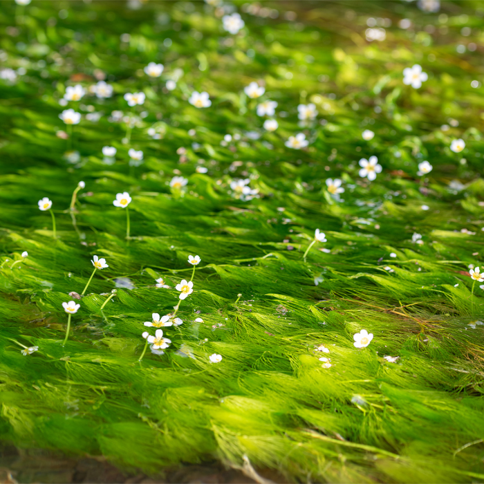 Japanese Water Crowfoot next to Gujo Limestone Cave