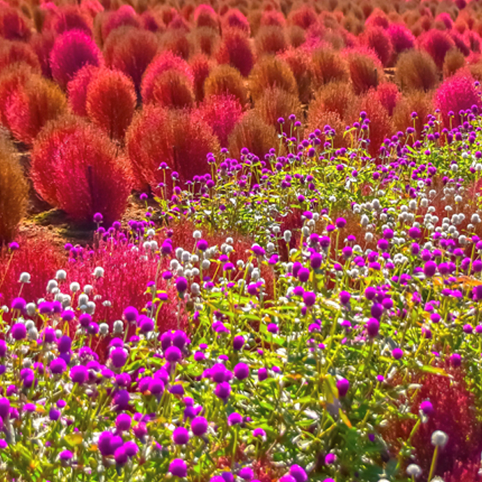 Kochia at Hirugano Picnic Garden