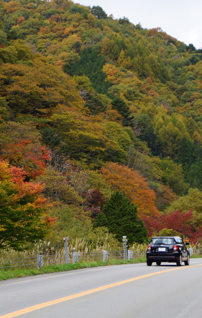 Autumn Leaves at Seseragi Kaido