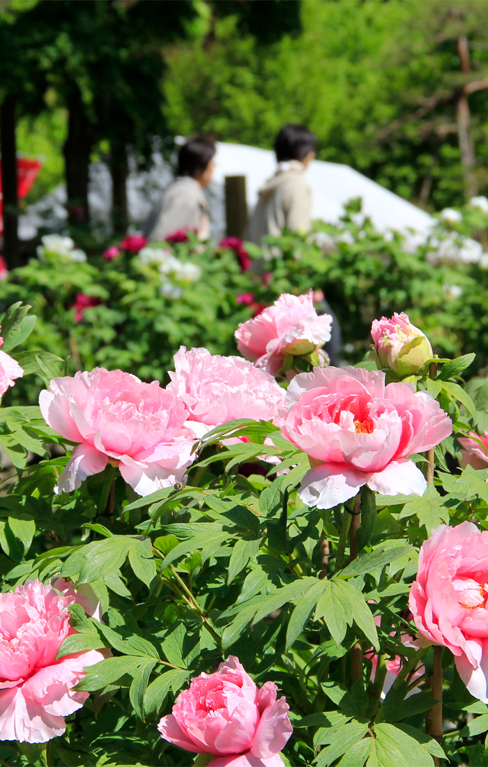 Peony at Kokindenju-no-sato