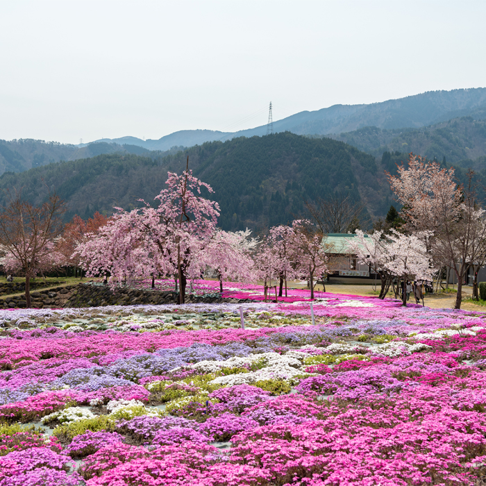 Shiba-zakura at Nishigahora Sakura Park