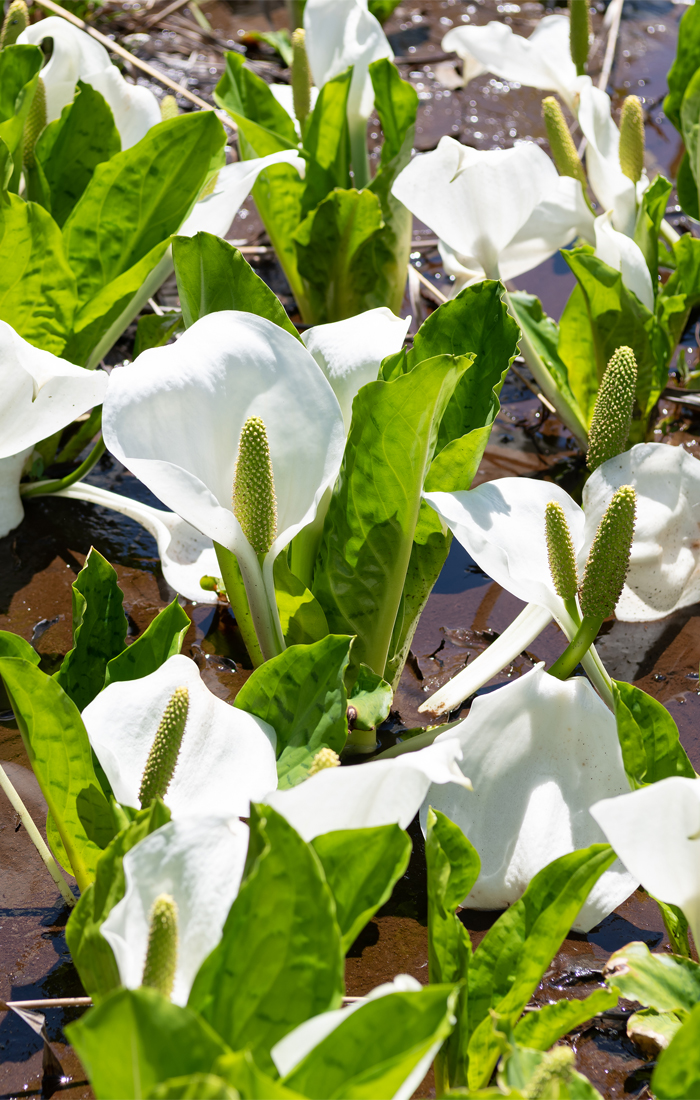 Asian skunk cabbage at Hirugano-kogen