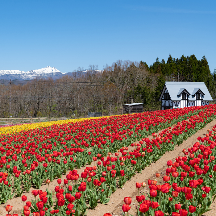 Tulips at Bokka-no-sato