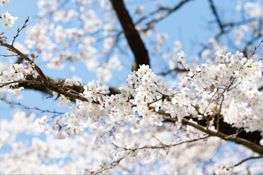 明建神社参道の桜並木img5