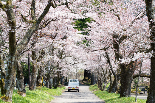 明建神社参道の桜並木img6