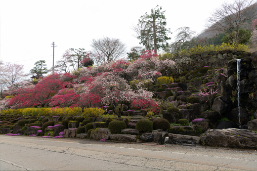 善勝寺の桜img12