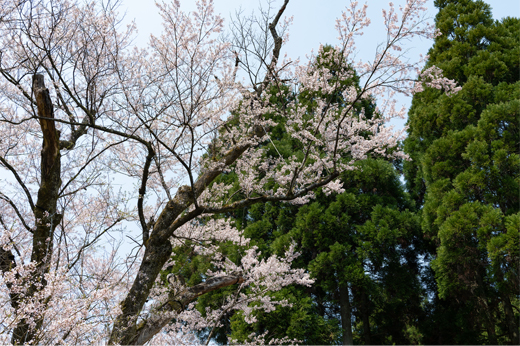 藤路の桜img14