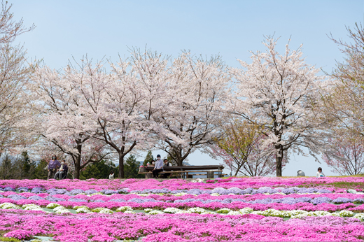 西ヶ洞さくら公園の芝桜img15