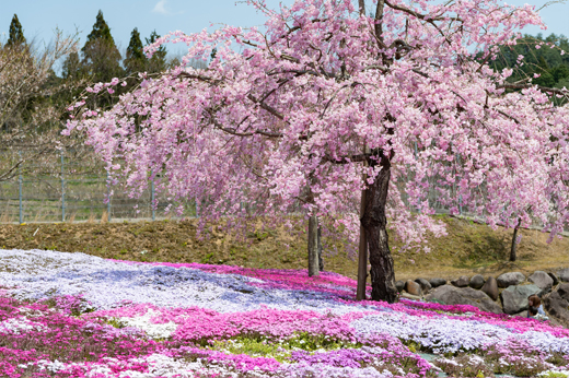 西ヶ洞さくら公園の芝桜img16