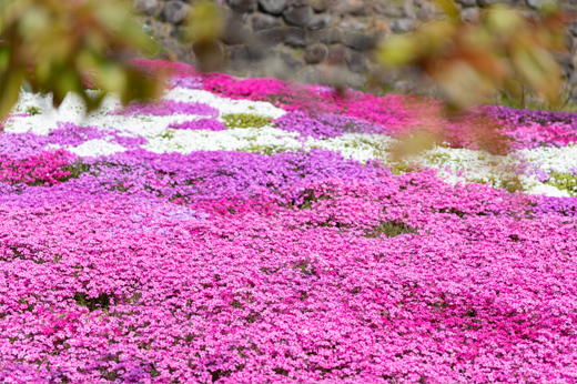 西ヶ洞さくら公園の芝桜img17