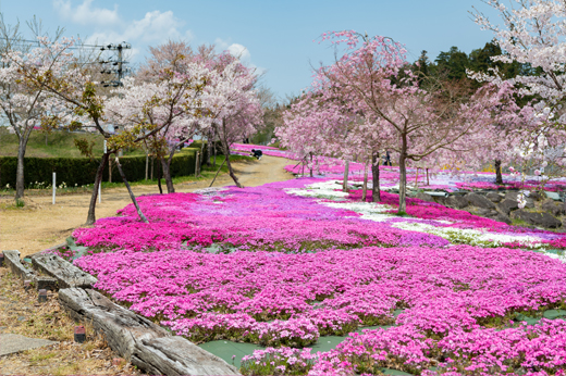 西ヶ洞さくら公園の芝桜img18