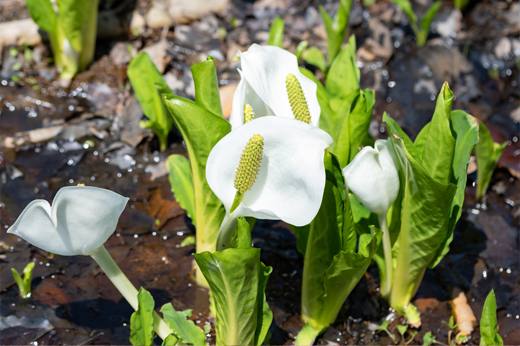 Asian skunk cabbage at Hirugano-kogenimg19