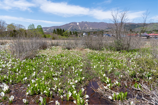 Asian skunk cabbage at Hirugano-kogenimg20