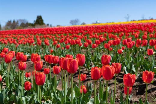 Tulips at Bokka-no-satoimg23