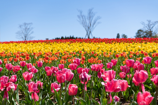 Tulips at Bokka-no-satoimg24