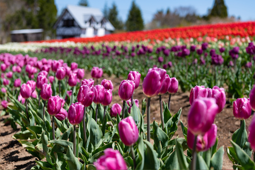 Tulips at Bokka-no-satoimg25