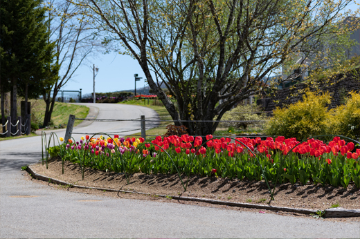 Tulips at Bokka-no-satoimg26