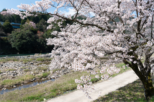 国道156号線沿いの桜並木img27