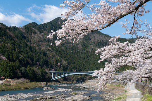 国道156号線沿いの桜並木img28