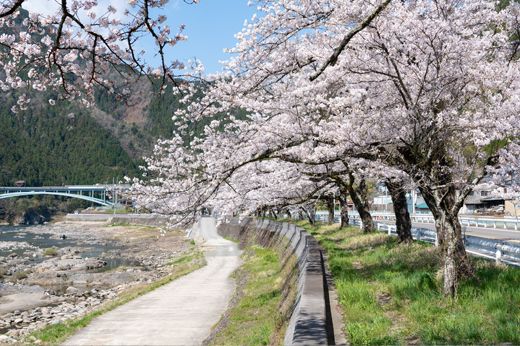 国道156号線沿いの桜並木img29