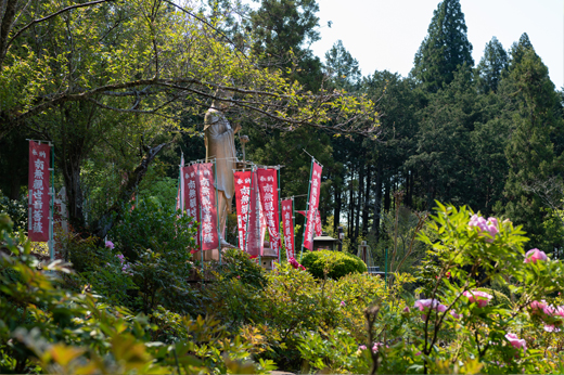 桂昌寺のぼたん園img35