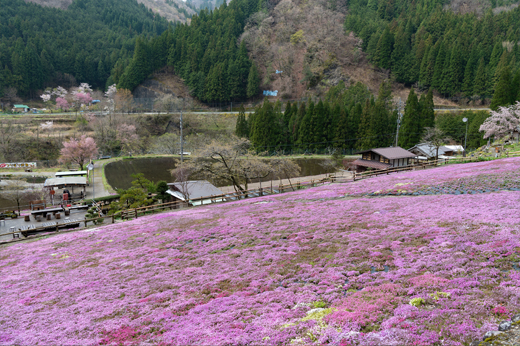 國田家の芝桜img43