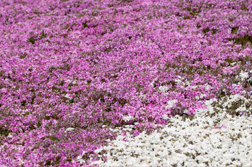 國田家の芝桜img44