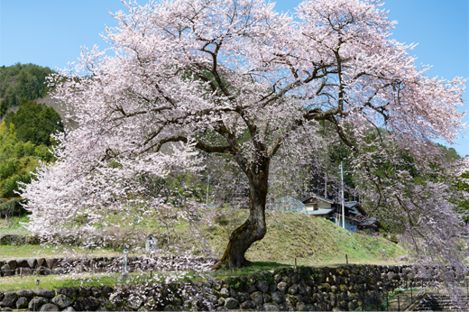 善兵衛桜img45