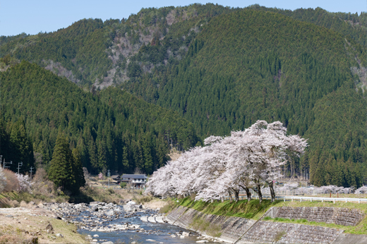 方須桜並木道img47