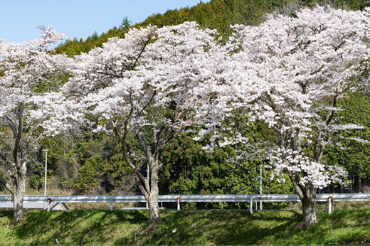 方須桜並木道img48