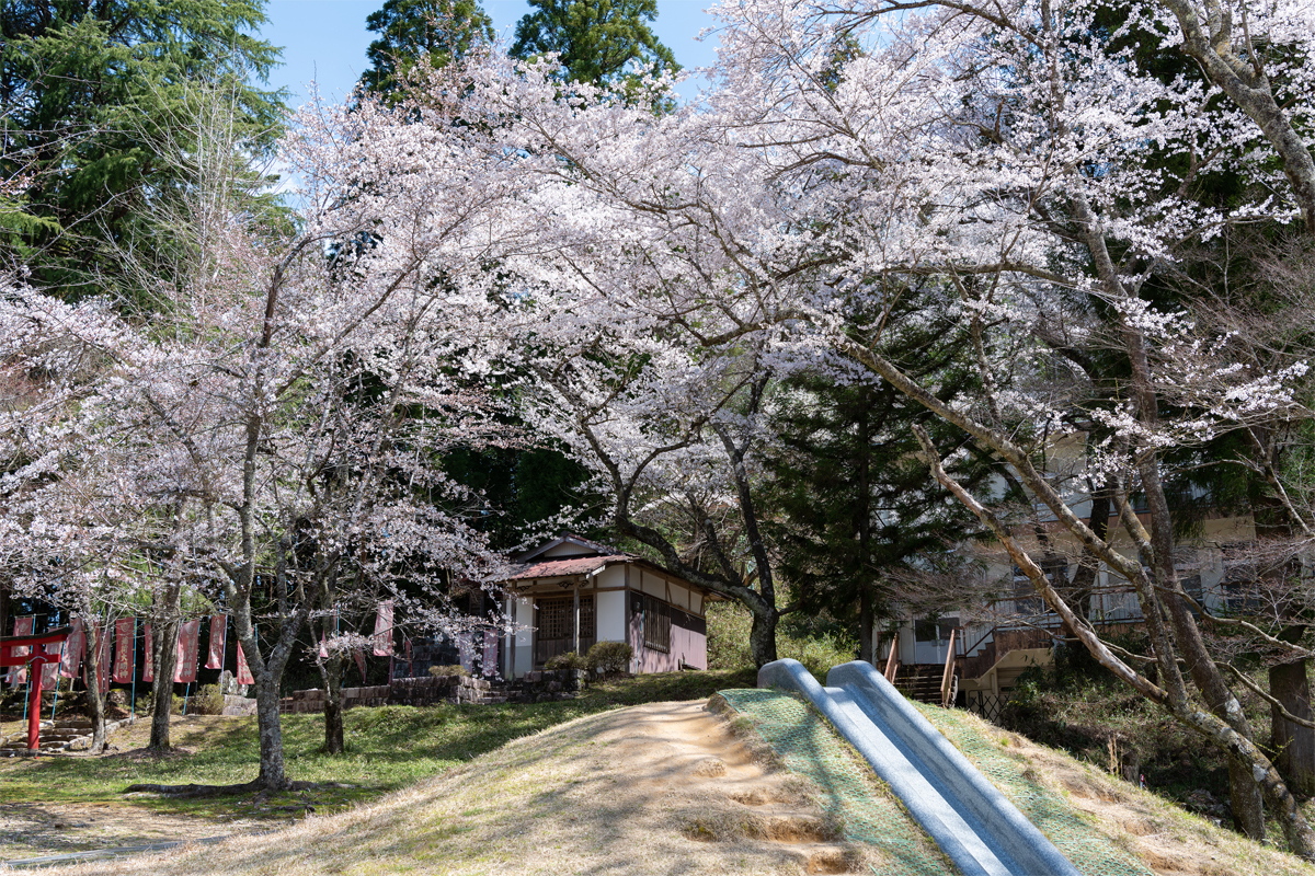 愛宕公園の桜sec-img2