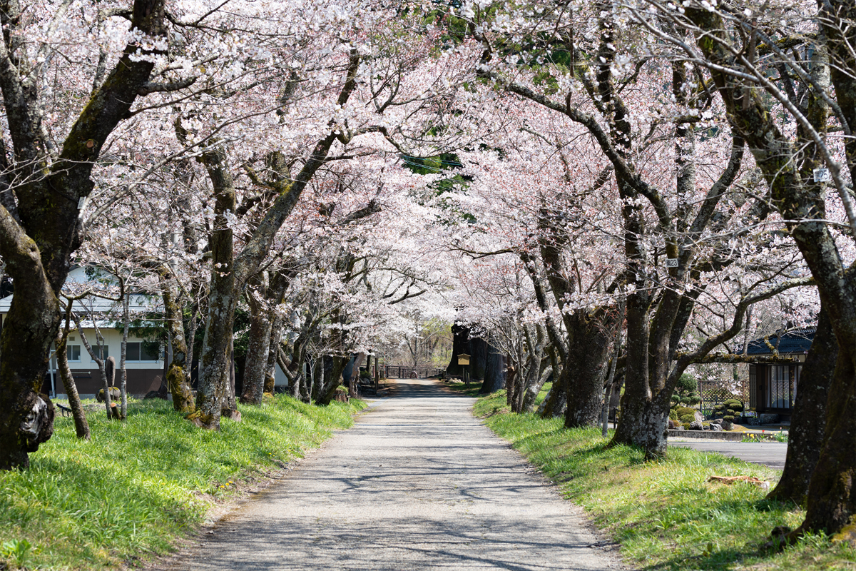 明建神社参道の桜並木sec-img3