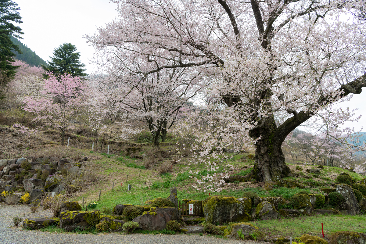 善勝寺の桜sec-img5