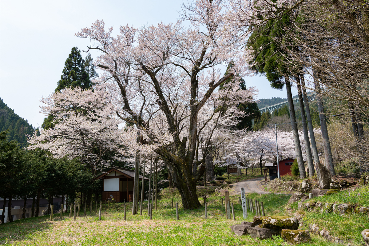 藤路の桜sec-img6