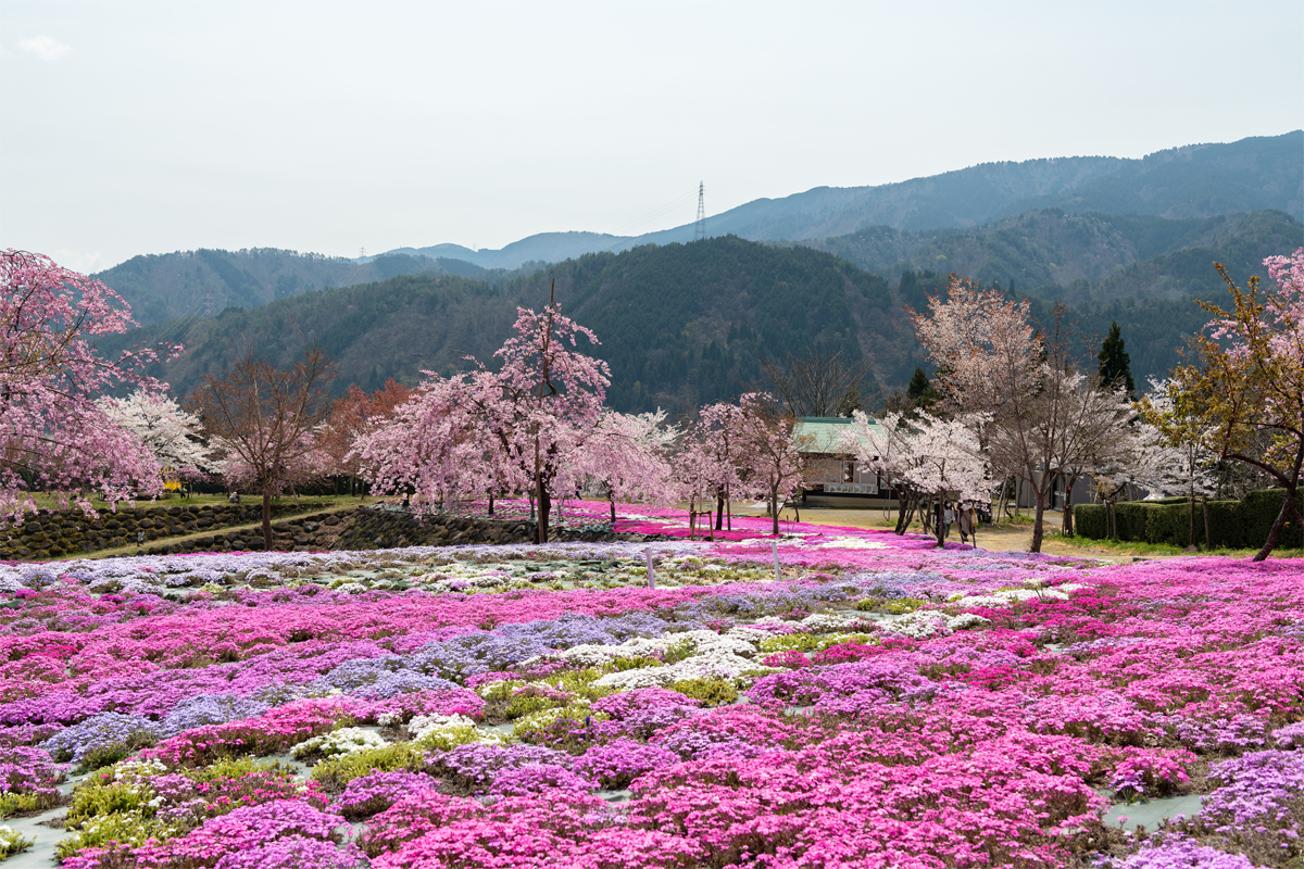 西ヶ洞さくら公園の芝桜sec-img7