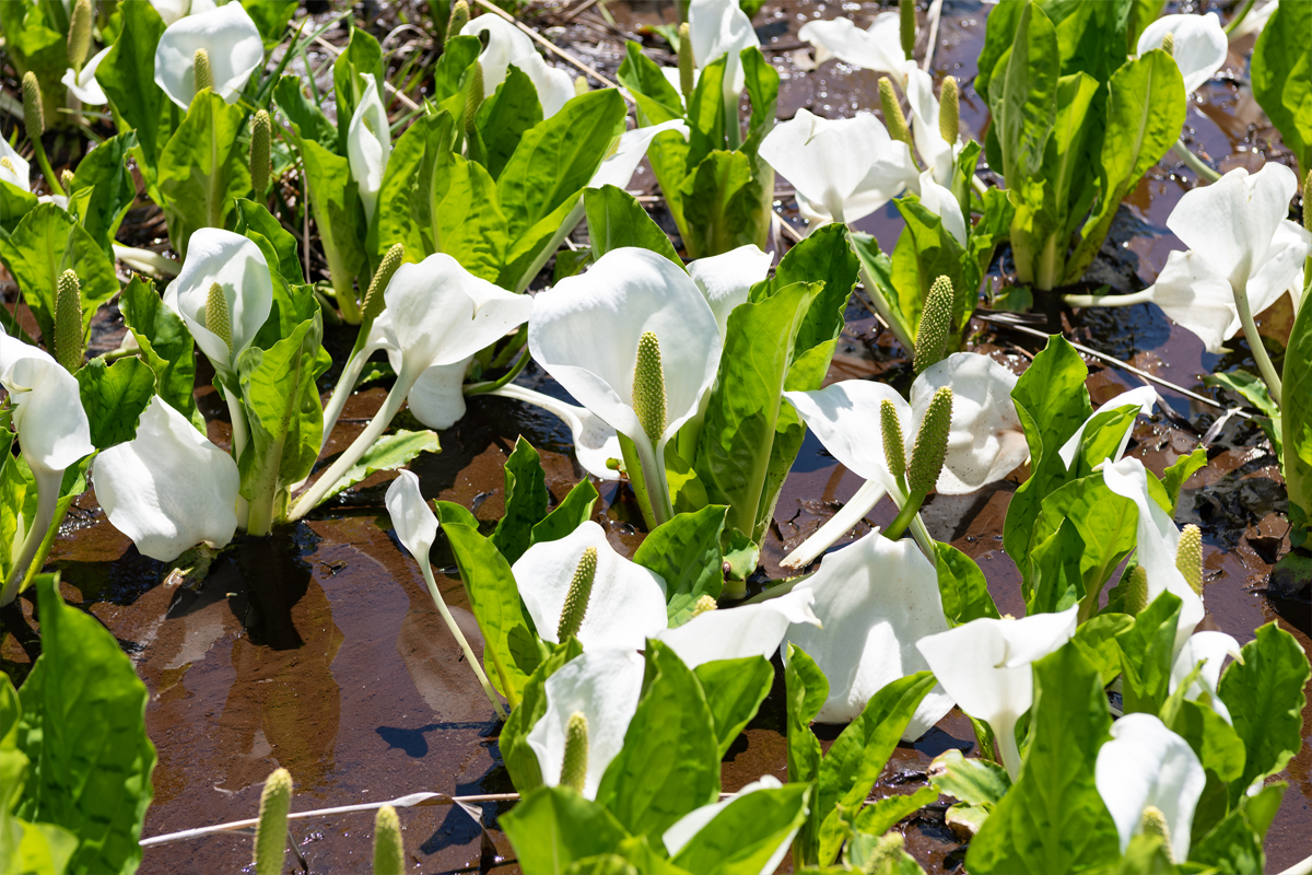 Asian skunk cabbage at Hirugano-kogensec-img8