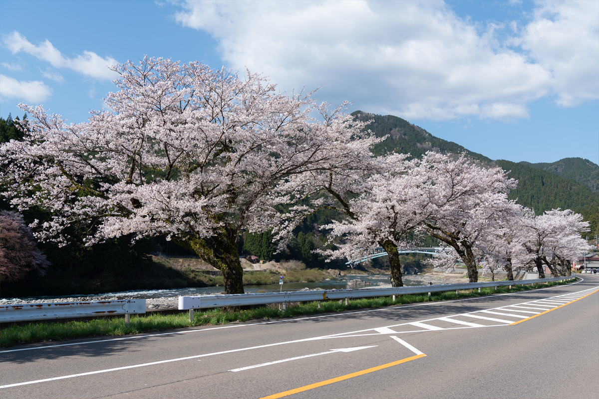 国道156号線沿いの桜並木sec-img10