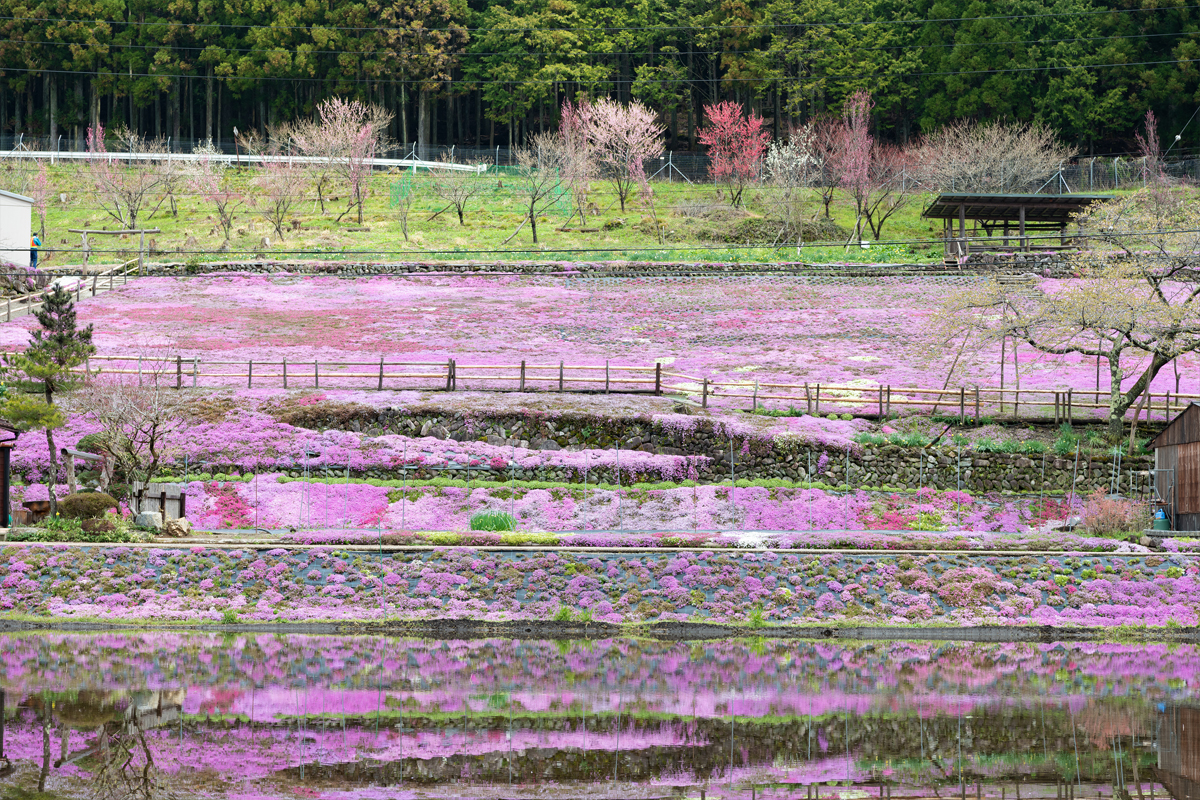 國田家の芝桜sec-img12