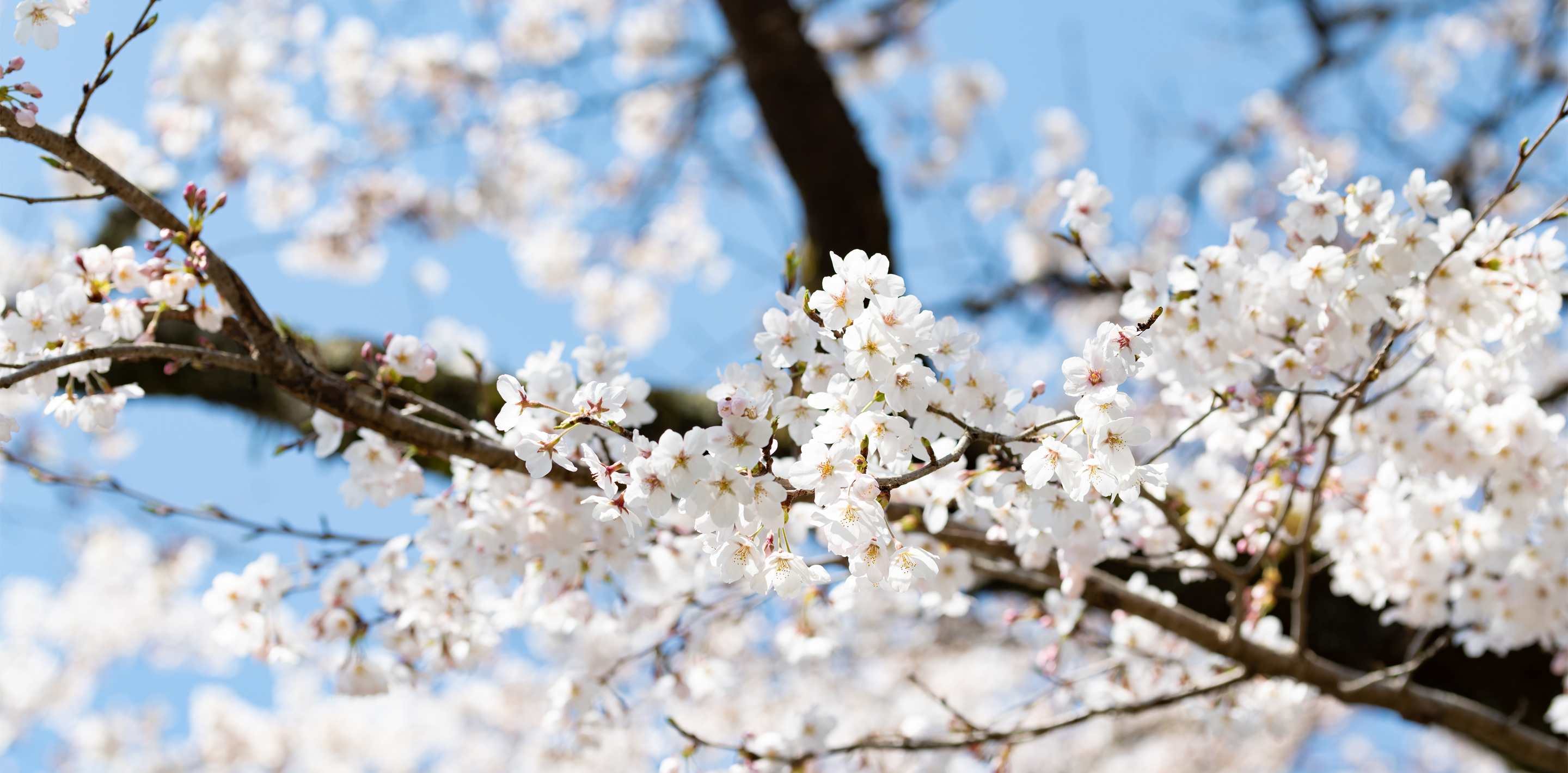 Sakura pink on the river Rows of cherry blossom trees spreading the arrival of Spring at Gujo Hachiman