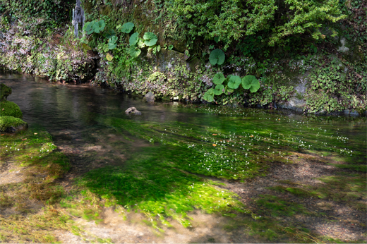 Japanese Water Crowfoot next to Gujo Limestone Caveimg2