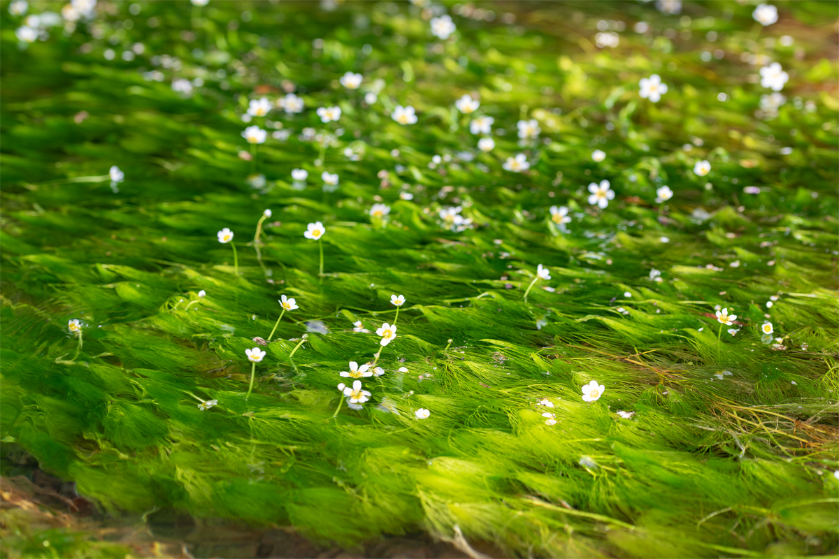 Japanese Water Crowfoot next to Gujo Limestone Cavesec-img1