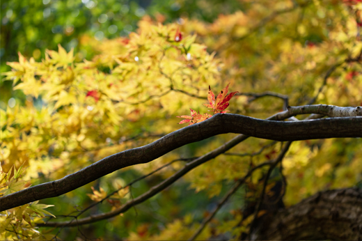 Autumn Leaves at Amidagataki Waterfallimg14