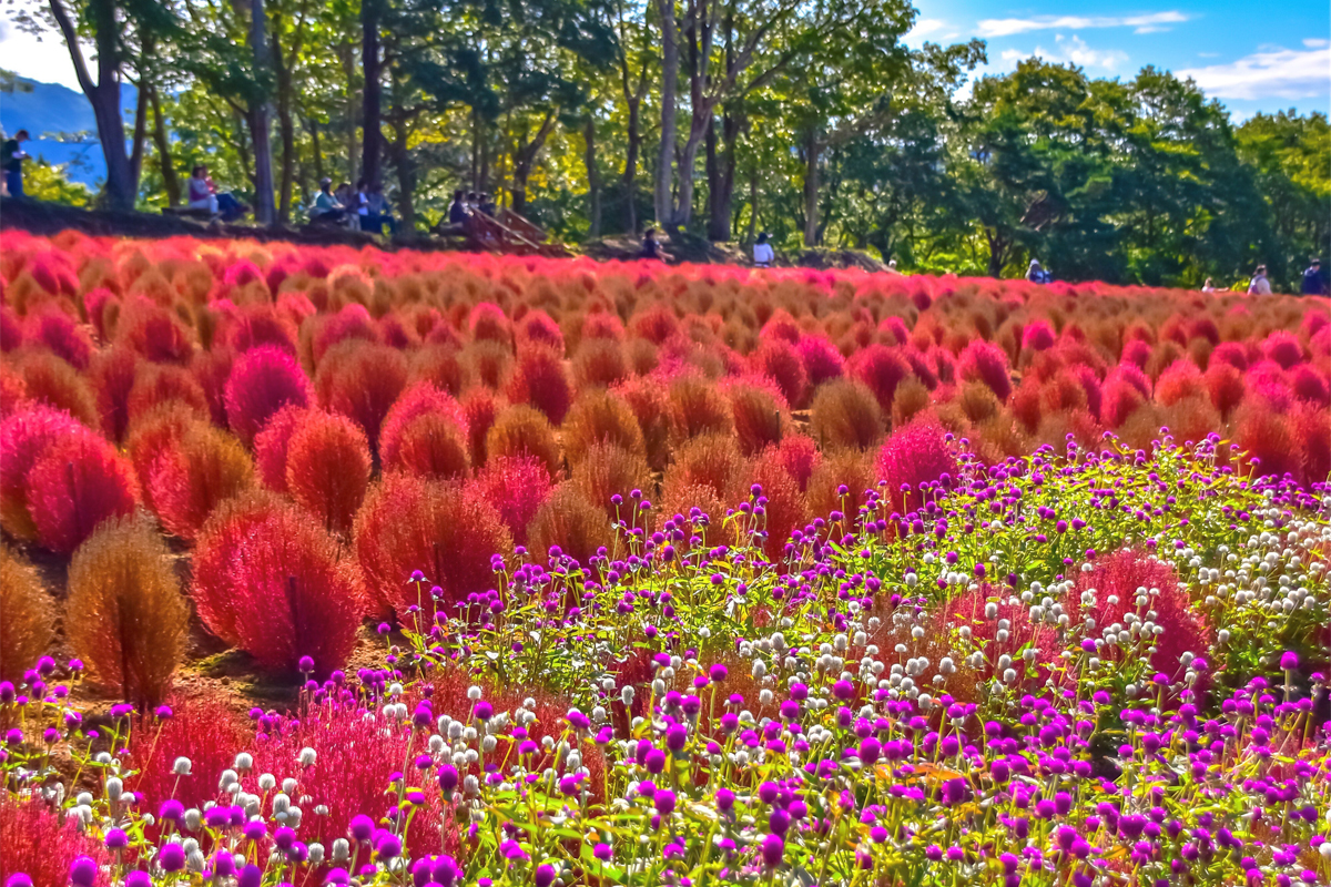 ひKochia at Hirugano Picnic Gardenimg10