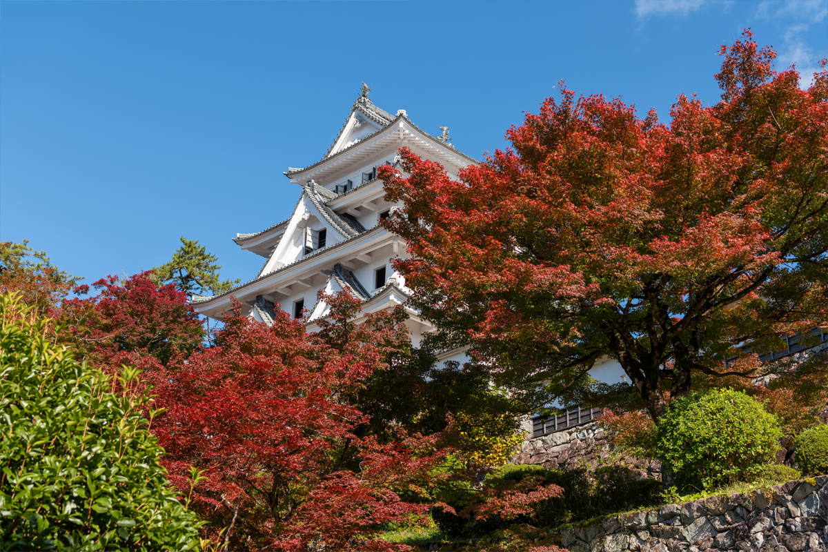 Autumn Leaves at Gujo Hachiman Castlesec-img1